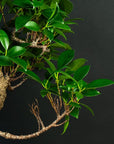Ficus Starterset