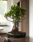 Ficus Ani