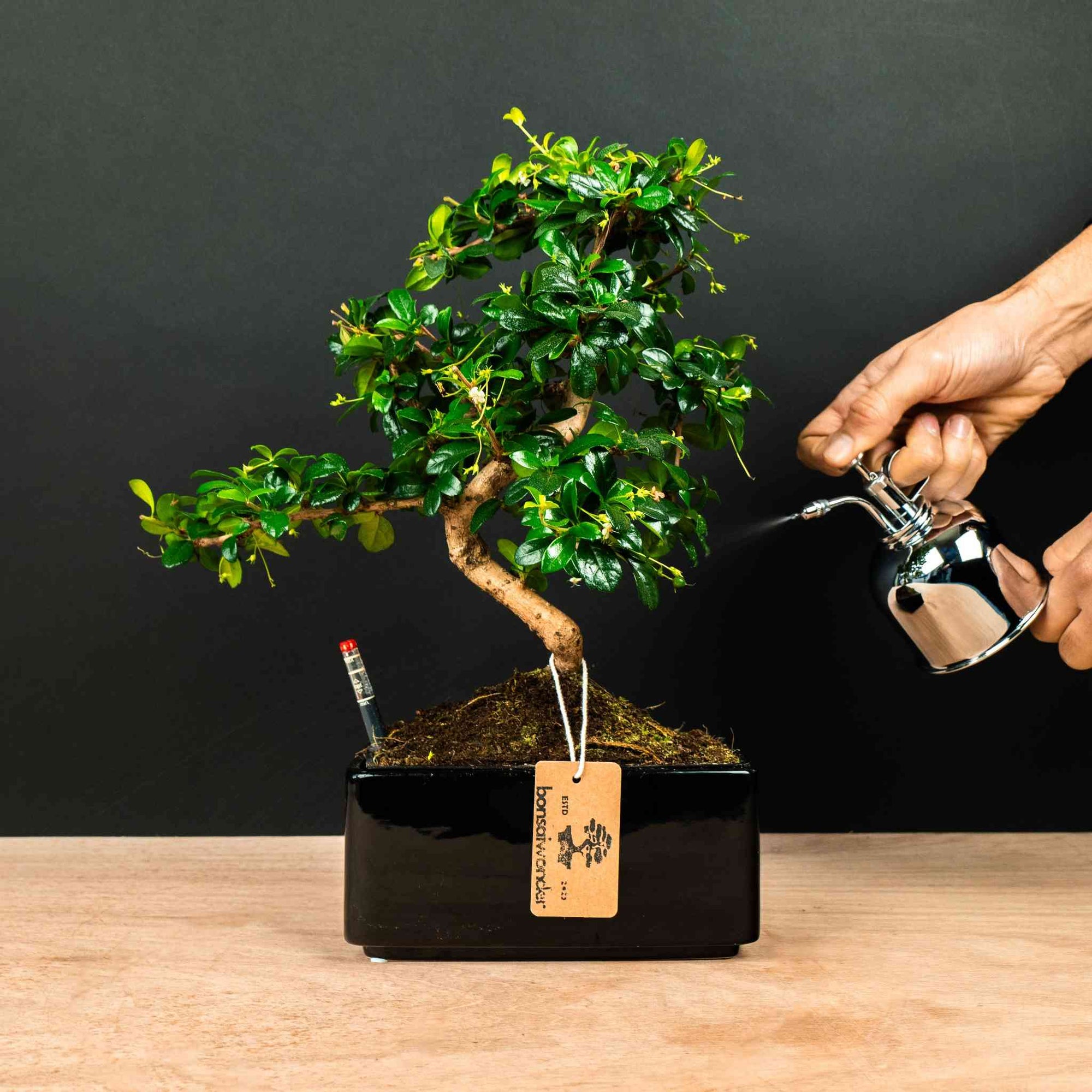 bonsai boom verzorgen