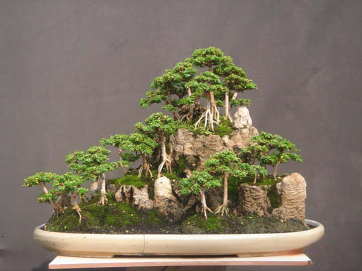 De geschiedenis van bonsai