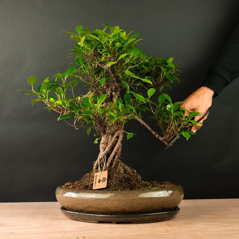 Binnen Bonsai