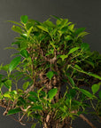 Ficus Furui