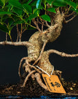 Ficus Starterset