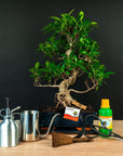 Ficus Starterset