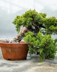 Juniperus Chinesis Itoigawa Nr.10