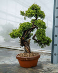 Juniperus Chinesis Itoigawa Nr.12