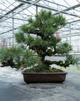 Pinus Thunbergii nr.02