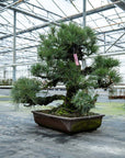 Pinus Thunbergii nr.02