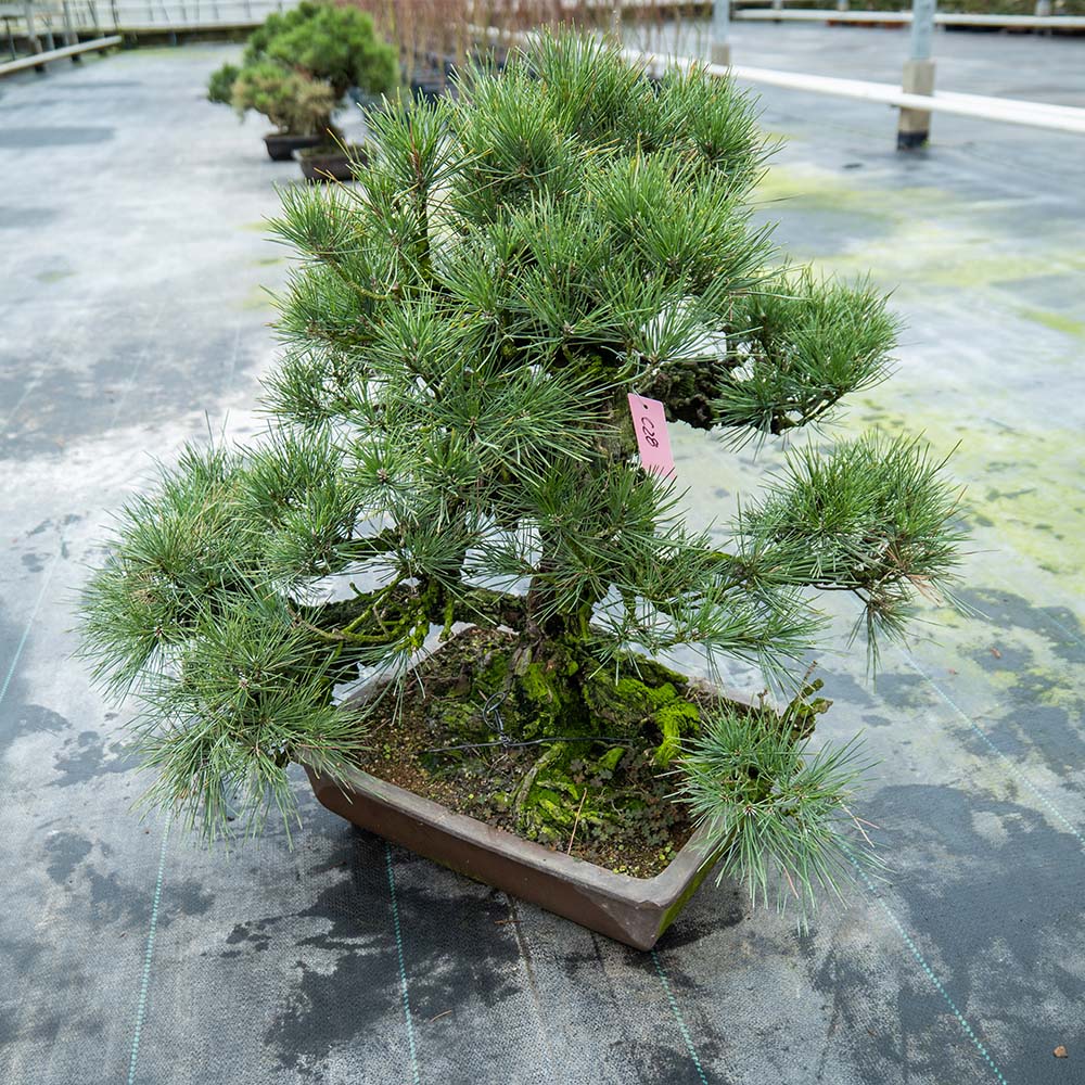 Pinus Thunbergii nr.02